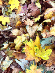 Fall. Autumn foliage. Park in the fall.