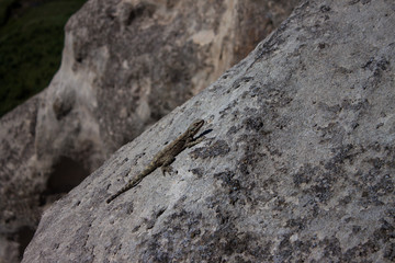 Lizard sunbathing, Georgia