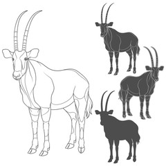 Set of black and white illustrations with oryx antelope. Isolated vector objects on white background.