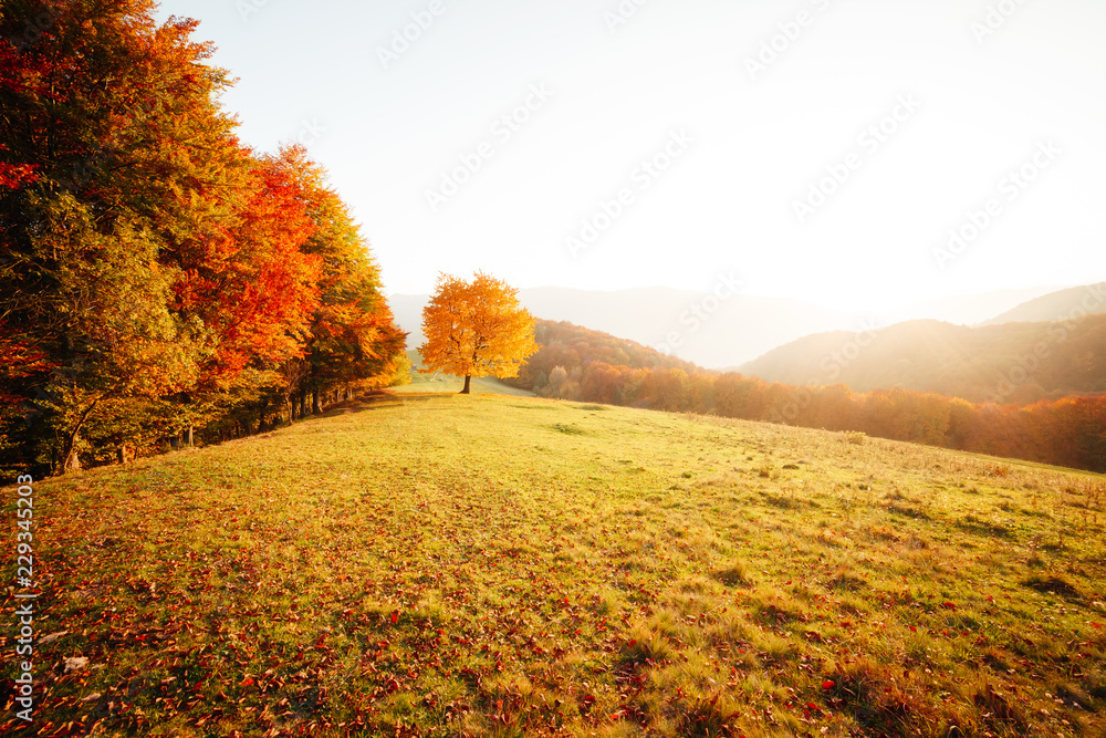 Aufkleber awesome image of the autumn beech tree.