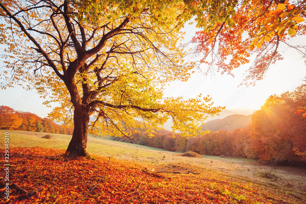 Poster awesome image of the autumn beech tree.