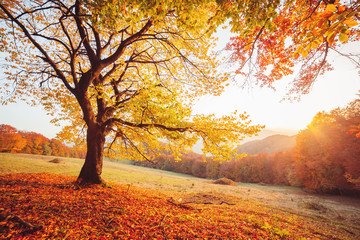 Awesome image of the autumn beech tree. - obrazy, fototapety, plakaty