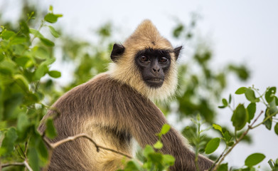 Monkey