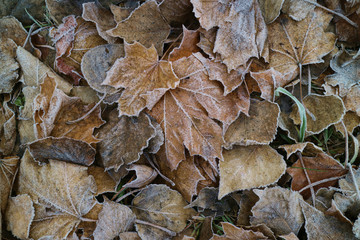 leaves covered with hoarfrost