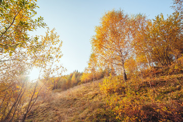 Obraz premium Majestic birches in sunny beams at magical valley.