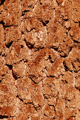 Birch tree bark texture in orange tone.