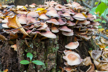 MAssive Cluster Of Brick Top Mushrooms Consuming Hardwood Tree Stump