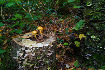 Pholiota Squarrosoides, The Shaggy Scaly Cap Mushroom On Stump