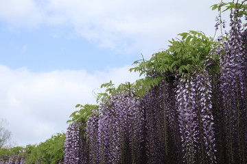 スラッシュな藤と空