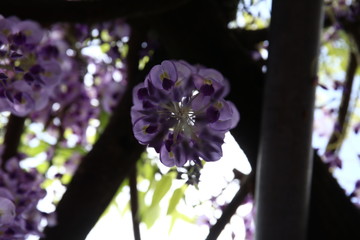 藤の一輪の花