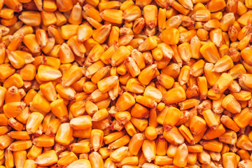 Corn seed kernels heap