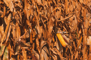 Ripe ear of corn on plant stalk