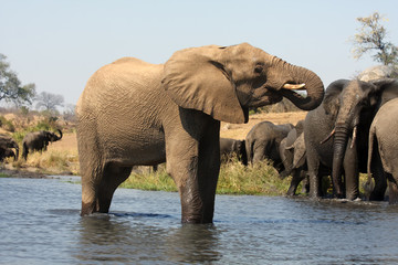 The African bush elephant (Loxodonta africana), also known as the African savanna elephant, a herd of females with youngsters runs through the water.