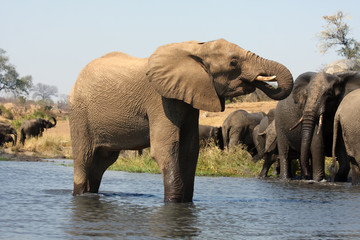 Fototapeta premium The African bush elephant (Loxodonta africana), also known as the African savanna elephant, a herd of females with youngsters runs through the water.
