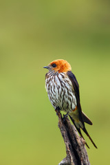 The lesser striped swallow (Cecropis abyssinica) sitting on the branch. Swallow with green background.African swallov on the branch with green background.