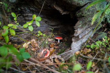 Obraz premium Magical Mushroom Growing In Hallowed Out Log