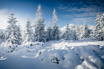 Magic image of spruces glowing by sunlight.