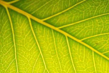 HOJA VERDE EN MACRO. PRIMER PLANO