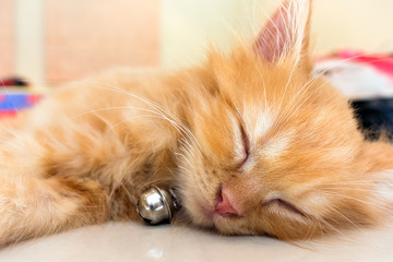 Orange Kitten with Bell Taking a Cat Nap