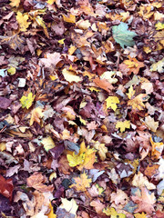 Fall. Autumn foliage. Park in the fall.