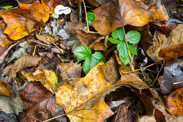 Poison Ivy, Poisonous Plant Growing In Natural Environment