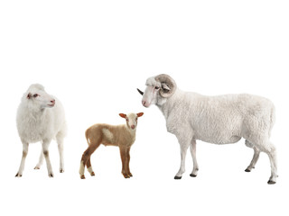 baby sheep and male sheep