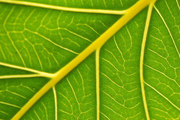 HOJA VERDE EN MACRO. PRIMER PLANO