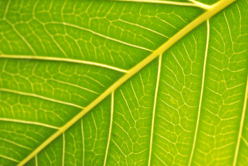 HOJA VERDE EN MACRO. PRIMER PLANO