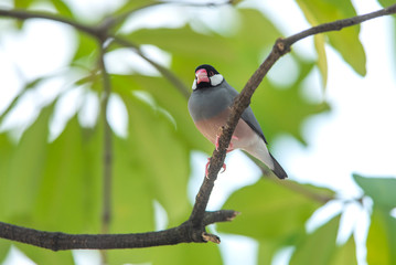 Fototapeta premium Java Sparrow,beautiful bird in nature