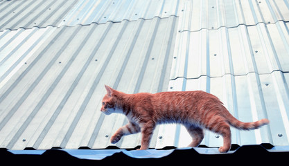 Red cat is walking on the roof © Екатерина Зайцева
