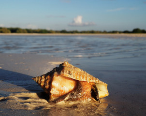 Conch shell on the beach, Holbox