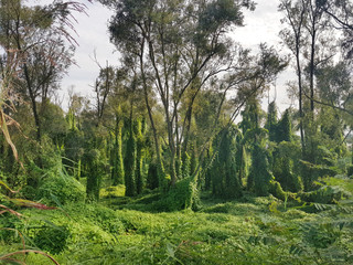 Fototapeta na wymiar Mysterious forest with a climbing plant Kudzu.