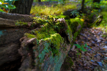 Fallen, Large Oak Tree Covered In Moss
