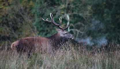 Dominant red stag deer waking through tall grass during autumn