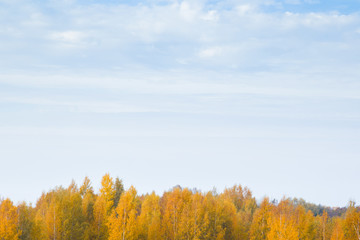 Fototapeta premium Top of birch trees with orange yellow leaves. Sunlight shines on trees. Warm autumn day. Simple landscape. Empty place for text on sky.