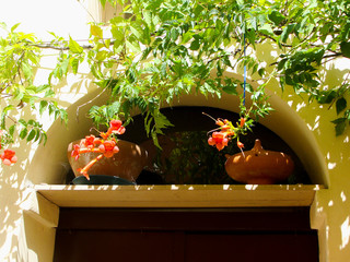 Home various flowers in pots. Design Italian courtyards