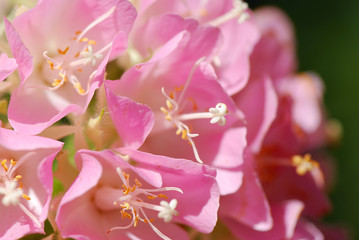FLORES ROSÁCEAS. BELLO