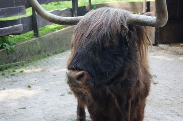 schottisches Rind,animal, cow, cattle, farm, bison, mammal, bull, brown, buffalo, highland, horns,...