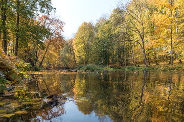 Fototapeta na wymiar Yellow, orange and red autumn leaves in beautiful fall park. Iecava. Latvia.
