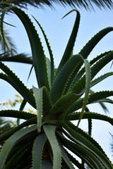 Blending green leaves of plants of the genus Aloe