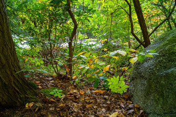 Autumn Forest Scene Foliage And Brush