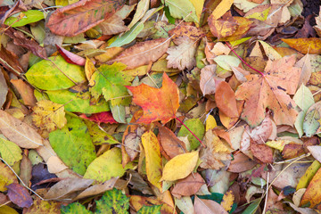 Fototapeta premium Fallen autumn leaves