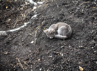 grey kitten sleeping on the ground