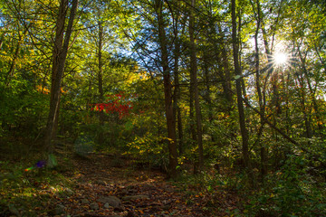 Sun Flaring Through Autumn Forest Canopy