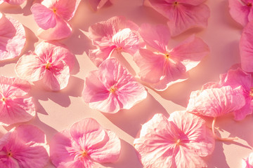 Floral background with delicate shades. Festive flower petals are carelessly scattered. Large pink...