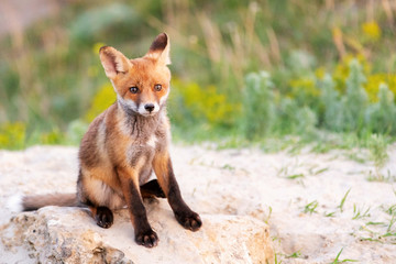 Naklejka na ściany i meble Young Red Fox sitting near his hole