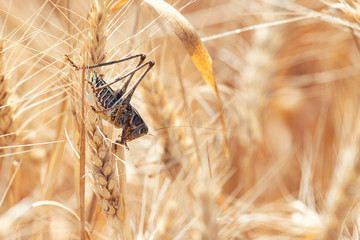 Locust on Wheat grain. Crop damage to whole grain harvest
