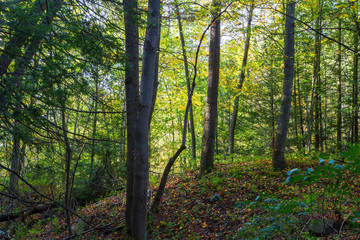 Fototapeta na wymiar Autumn Woodland Landscape, Large Stand Of Hardwood Timber