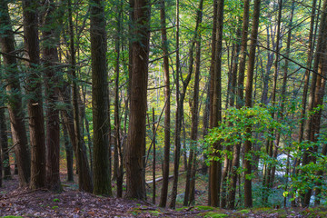 Fototapeta na wymiar Large Stand Of Hardwood Trees, Forest Landscape Early Autumn