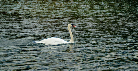 Large White Mute Swan on Reservoir Lake in Summer Shine Close Up Portrait